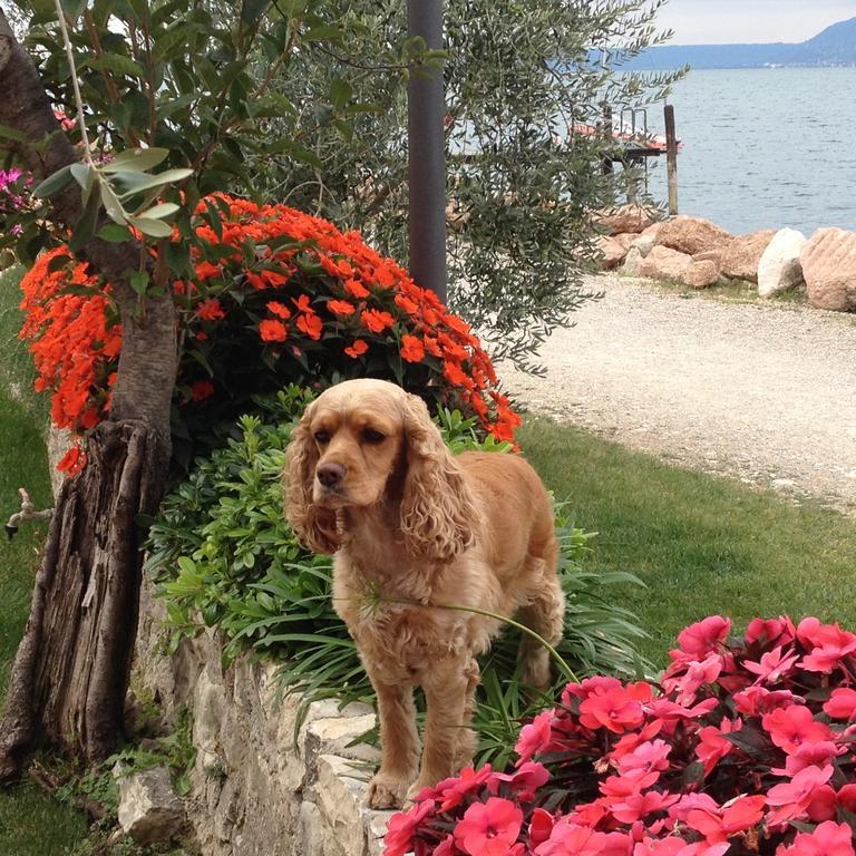 Locanda Fassa Brenzone sul Garda Eksteriør billede